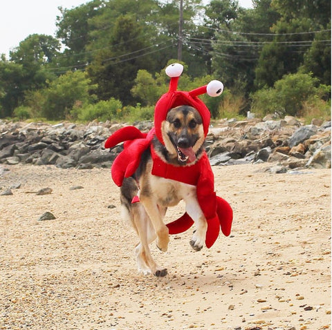 Dog dressed as a crab