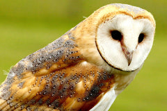 Barn Owl Photo by James Wainscoat