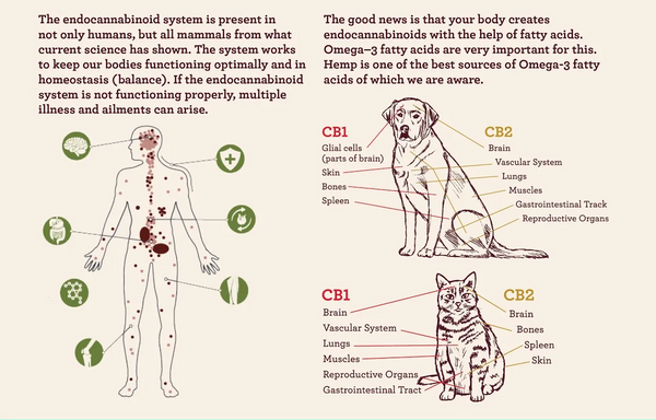 Endocannabinoid System for Pets
