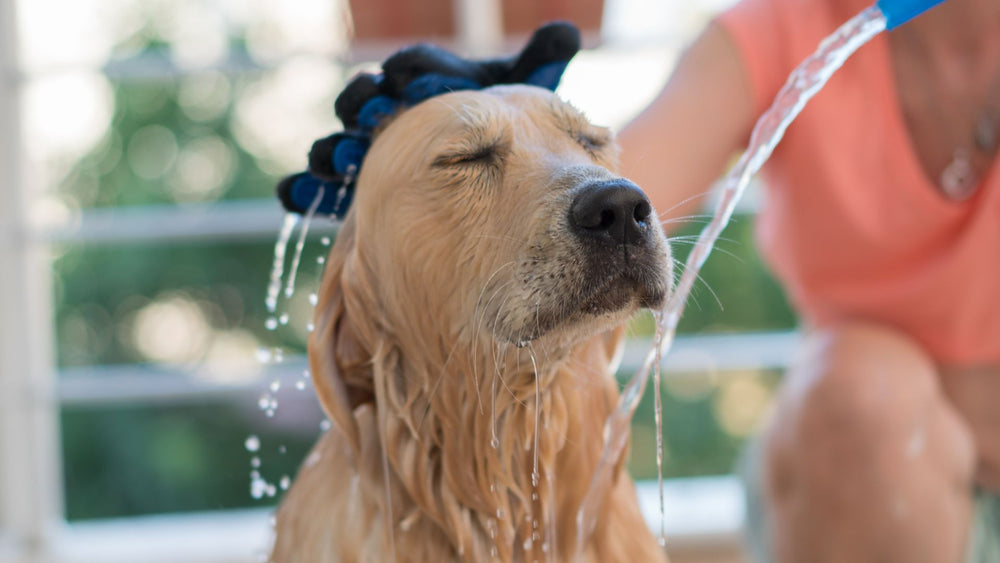 what helps with puppy dandruff