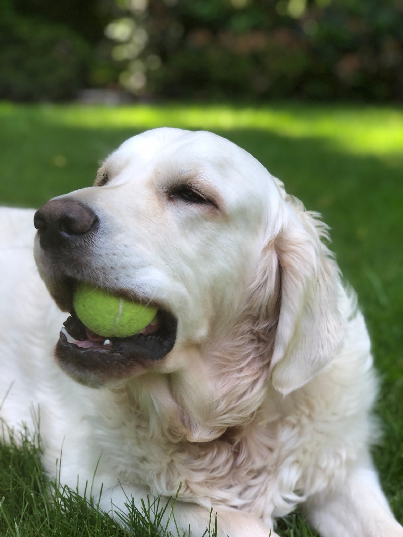 can a portuguese podengo and a new zealand heading dog be friends