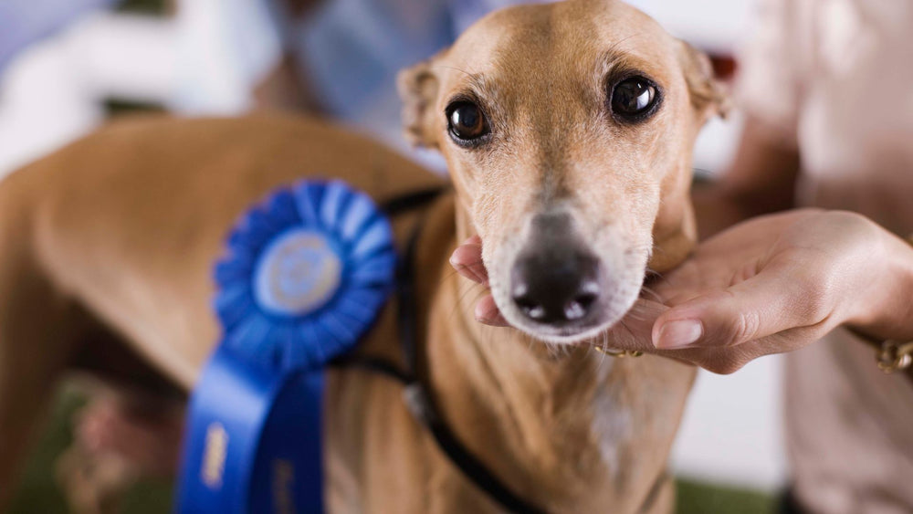 National Dog Show MustSee Breeds Blogs Get Joy & Co.