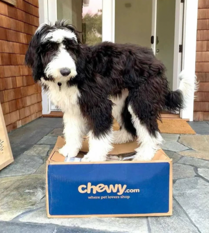 A shaggy dog sits on top of a Chewy box!