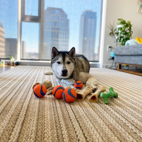 A Husky sits with all sorts of balls and toys!