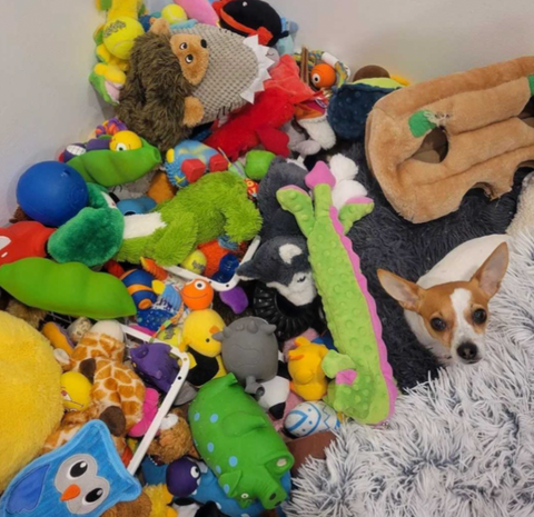 A small Chihuahua sits in a huge pile of their toys!