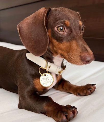 A Dachschund sits on her bed in a golden collar that reads "Queen of Everything". 