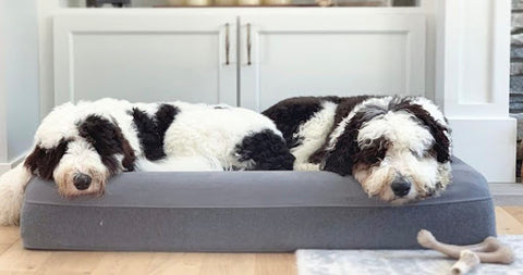 A pair of dogs lie together on their Casper dog bed!