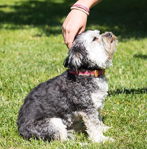 A dog sits happily on grass in a pink collar that perfectly matches the bracelet her owner is wearing. 