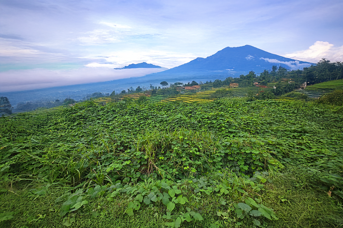Lush cover crops boosting soil health on Indonesian hillside farm - ChemiSeed sustainable agriculture