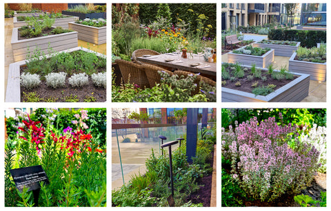 Jekka's Riverstone Culinary Kitchen Gardens at Kensington and Fulham