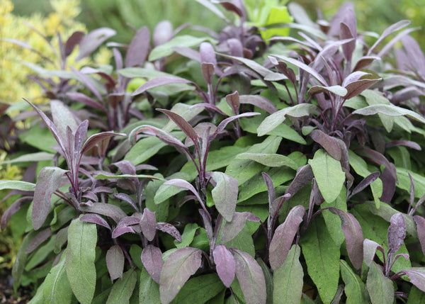 Jekka’s Urban Car Park Herb Garden