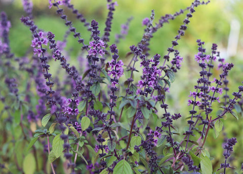 Jekka's top 10 herbs you can find in show gardens at RHS Chelsea Flower Show in 2023