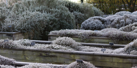 Winter in Jekka's Herbetum