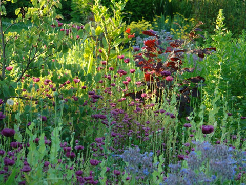 Jekka's small culinary herb garden designs