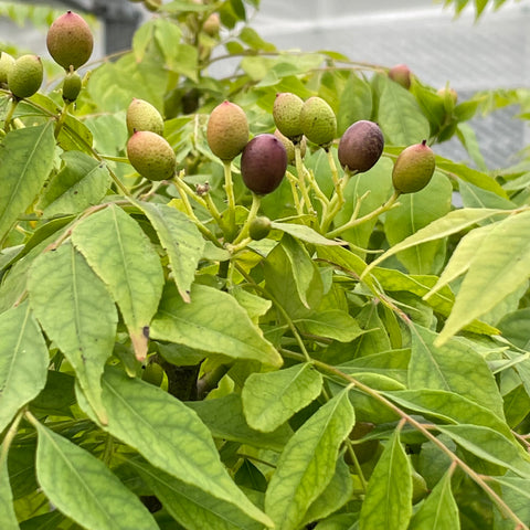 Curry Tree, Curry Leaf, Bergera koenigii (syn Murraya koenigii)
