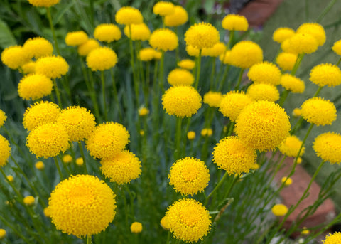 Jekka's top 10 herbs you can find in show gardens at RHS Chelsea Flower Show in 2023