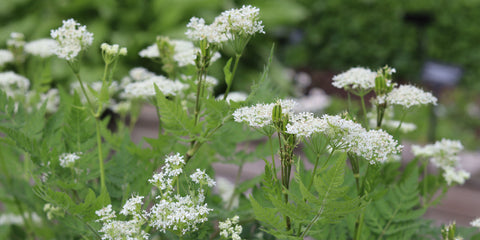 Sweet Cicely (Myrrhis odorata)