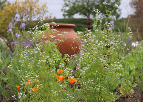 Jekka's top 10 herbs this summer in Jekka’s Herb Garden