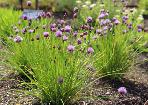 Jekka's top 10 herbs this summer in Jekka’s Herb Garden