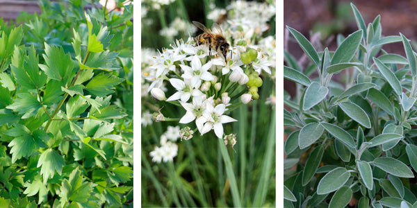 Jekka's Herb Garden: Culinary petal