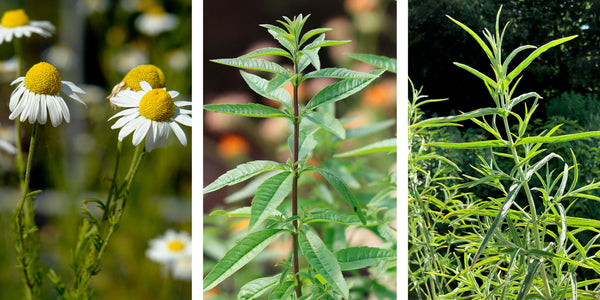 Jekka's Herb Garden: Herbal infusions petal