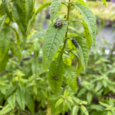 Jekka’s guide to increasing biodiversity and rewilding your herb garden: Ladybird larvae - 