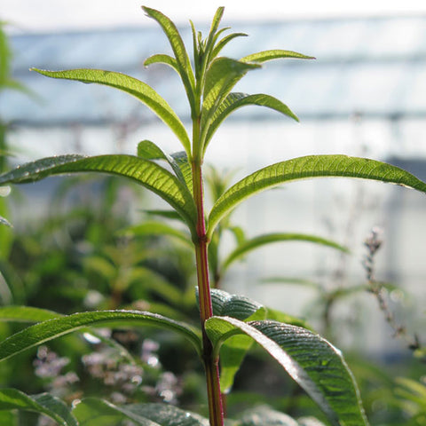 All About Herbs: Lemon verbena (Aloysia citradora), How to Grow