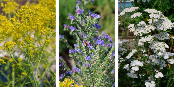 Jekka's Herb Garden: UK native petal