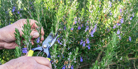 Find out which tools and gardening products Jekka cannot do without on the herb farm
