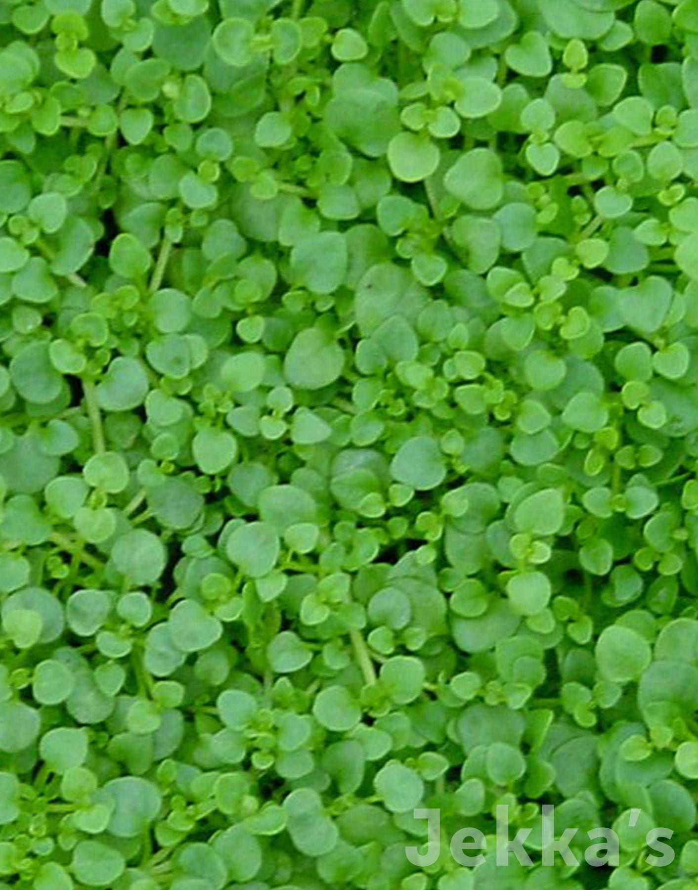 mentha requienii corsican mint seeds