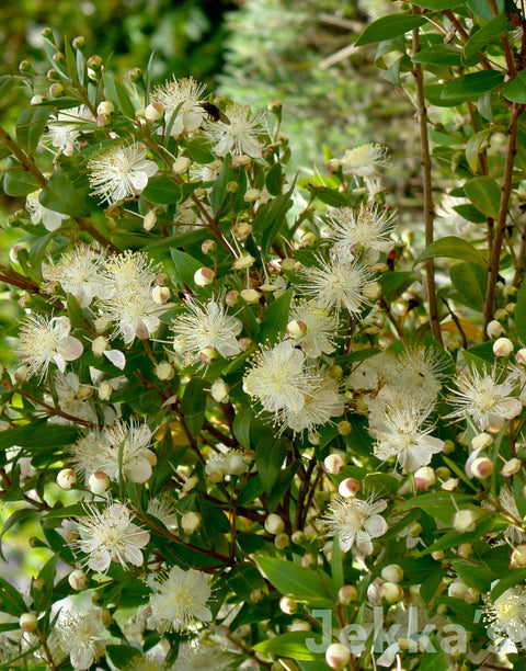Myrtus communis (Myrtle): Plants available to buy. – Jekka's