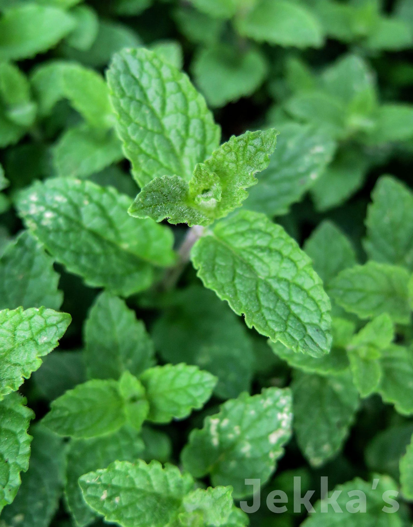 Mentha 'Strawberry Mint' (Strawberry Mint): Plants available to buy ...