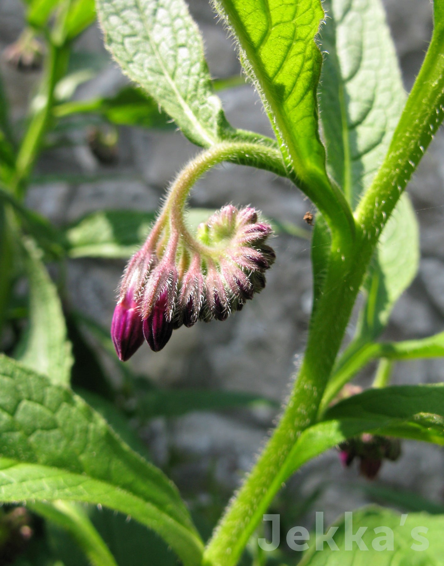 comfrey symphytum officinale plants