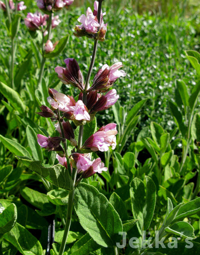 Sauge à fleur blanche condimentaire - Salvia officinalis 'Albiflora
