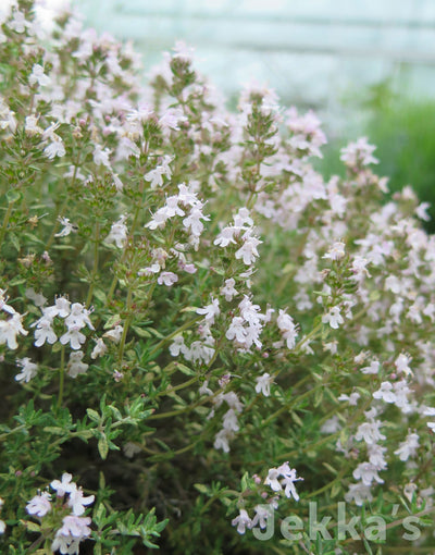 Summer Thyme, Thymus vulgaris