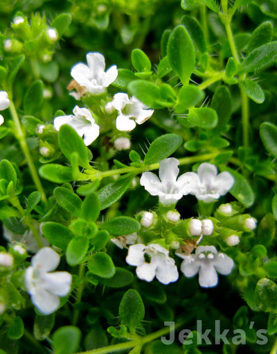 THYME WHITE