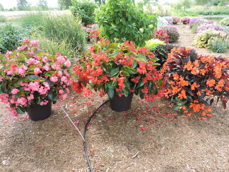 wax begonia sun requirements