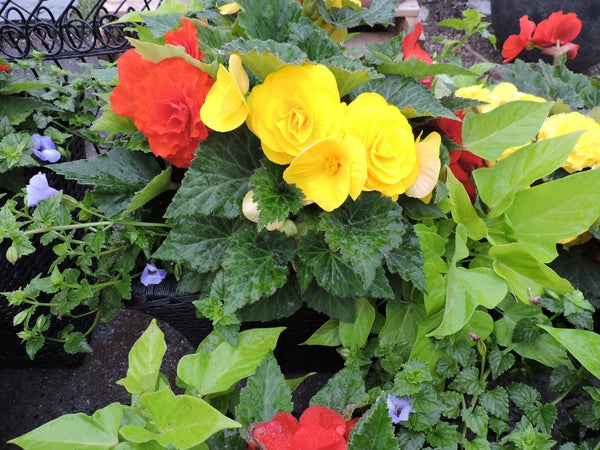 Container Gardening Sun Harvest Greenhouses