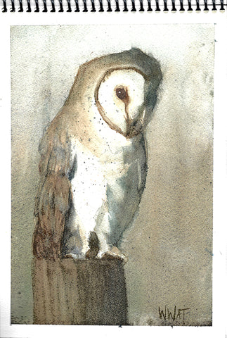 Jefe's Owl Watercolor