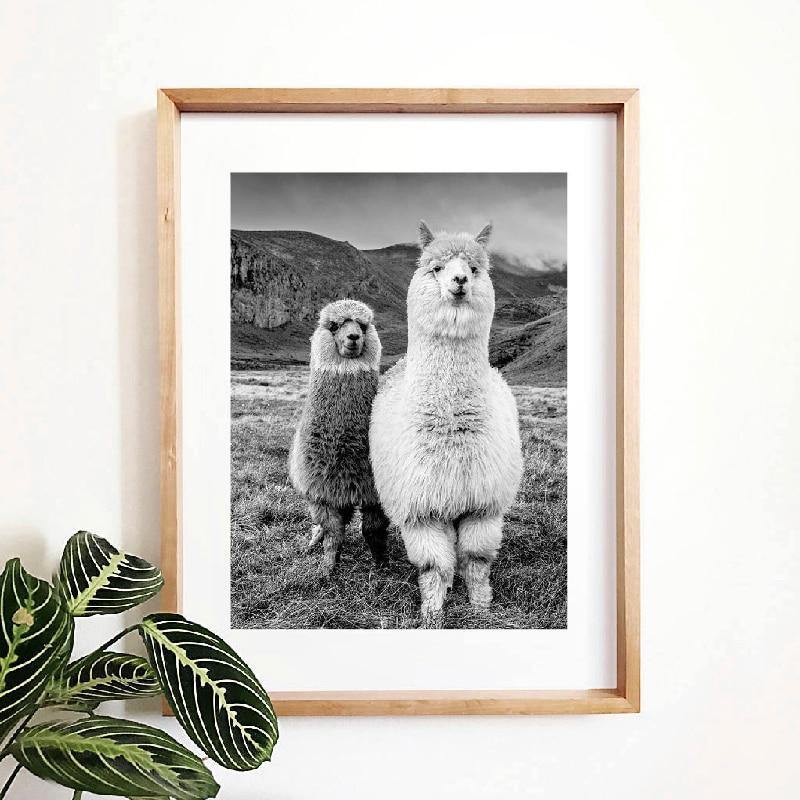 Alpacas Black White Photograph Wall Art Print Gallery Wallrus Free Worldwide Shipping