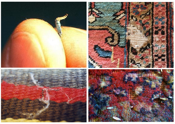 Protect Your Rugs from Moths– Bradford's Rug Gallery