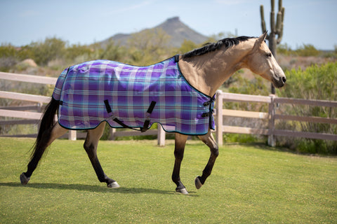 Horse in fly sheet