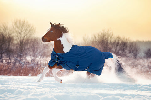 Pony in blanket running in snow