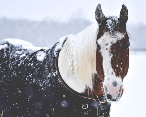 Horse Blanket-Repair Tips