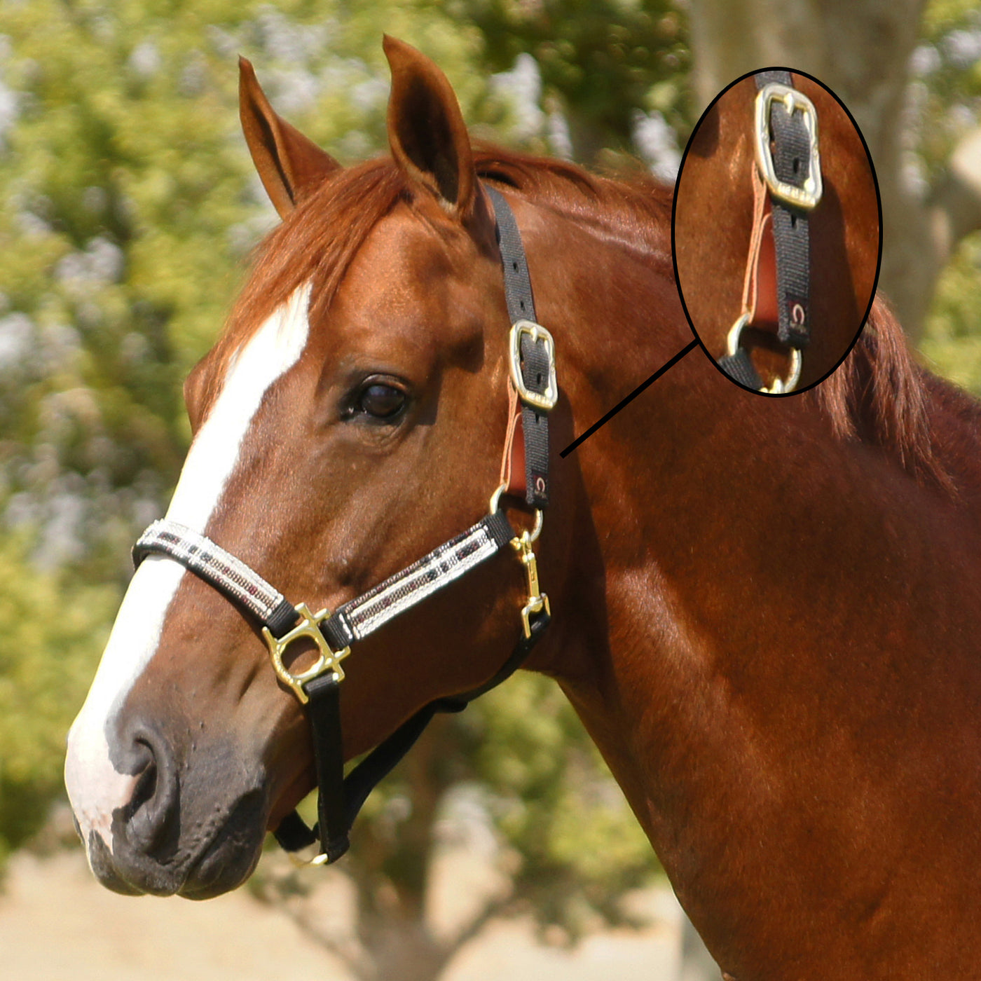 yearling breakaway halter