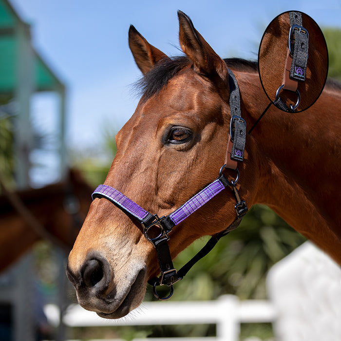 breakaway foal halter