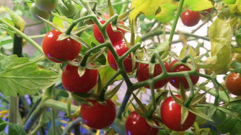 All in one fertilizer success with cherry tomatoes