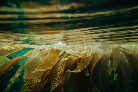 Kelp- Amazing benefits as a biostimulant and micronutrient content