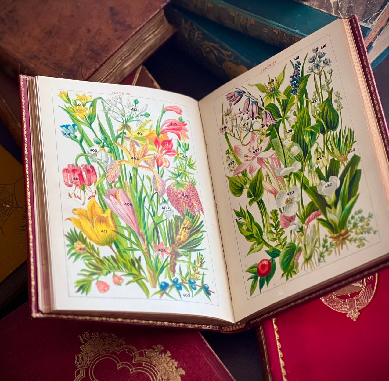 c.1900 - Our Country’s Flowers and How to Know Them; Being A Complete Guide to the Flowers and Ferns of Britain
