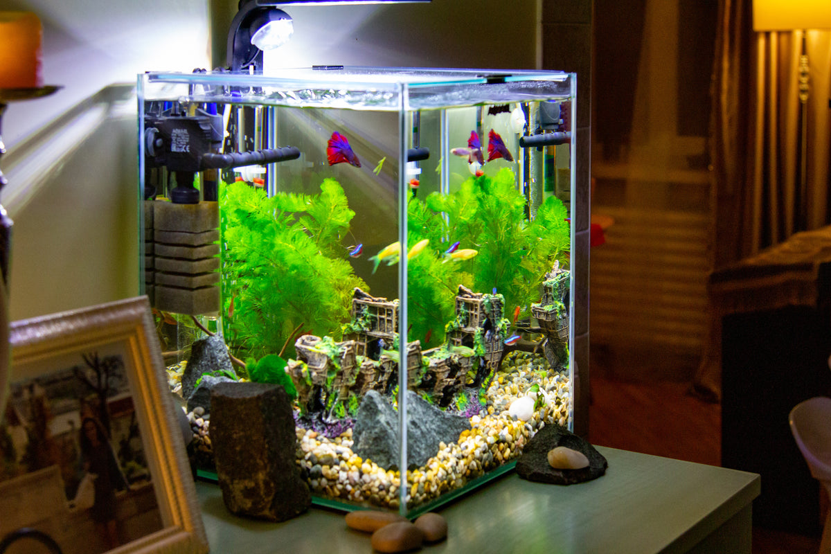 how-much-is-a-fish-tank-cost-of-keeping-fish-aquacadabra